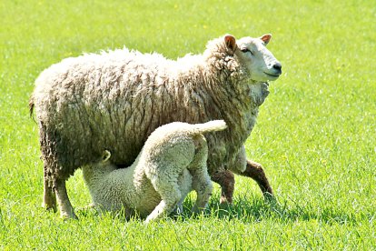 Una oveja amamanta a su cordero en una pradera. -PQS / CCO