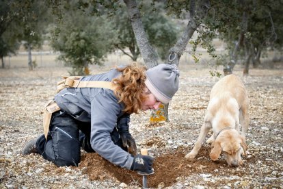 En la provincia hay unas 2.000 hectáreas dedicadas al cultivo de la trufa. -Mario Tejedor