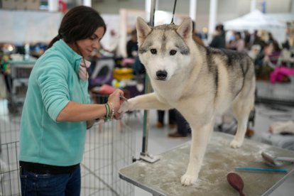 Segunda jornada de Fimascota en la Feria de Valladolid - PHOTOGENIC