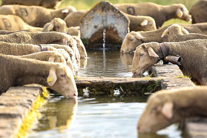 Un rebaño de ovejas bebe en un abrevadero público en una zona rural. Campillo / ICAL