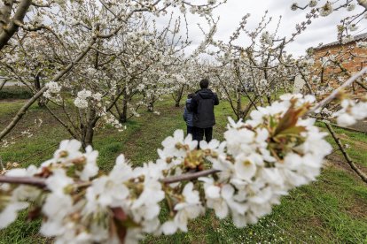 Finca de cerezos en flor en Salas de Bureba.