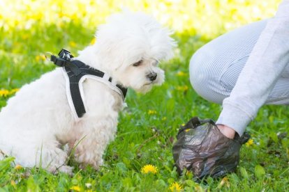 Una persona recoge un extremento de un perro