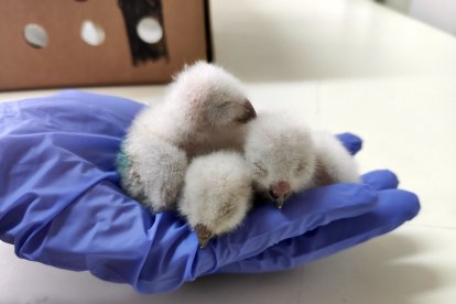 Avez rapaces en un centro de recuperación de animales silvestres de Castilla y León