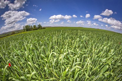 Campo de espelta en ecológico en la provincia de Soria.