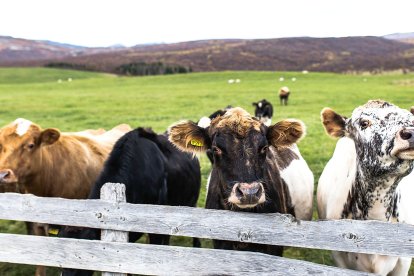 Dos vacas asoman sobre el vallado de una explotación en régimen extensivo