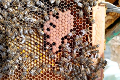 Un panal de abejas de la subespecie negra ibérica.