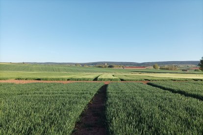 Campos de cereal en la localidad burgalesa de Lerma, en la comarca de Arlanza. UPA CYL