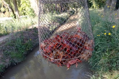 Redejón con varias docenas de cangrejo rojo.