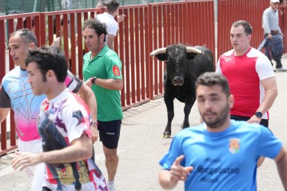 Encierro urbano en La Flecha durante las Fiestas de San Antonio de Padua.