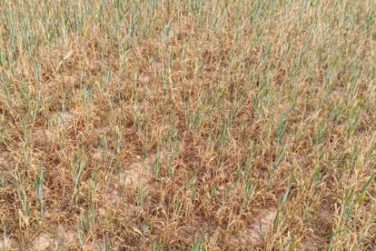 Así se encuentra el cereal en la comarca del Moncayo soriano rayana con Aragón.