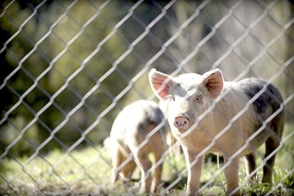 Un cerdo mira desde la alambrada de una explotación porcina.