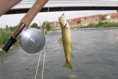 Trucha común del río Órbigo pescada a mosca seca en Santa Marina del rey.