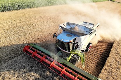 Una cosechadora atraviesa un campo de cereal.