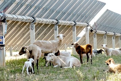 Un rebaño de ovejas se cobija a la sombra en una instalación fotovoltaica con seguidores solares adaptados a la actividad agraria.