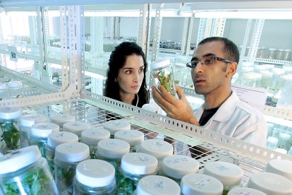 Dos investigadores realizan un experimento sobre productos vegetales en un laboratorio.