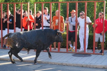 Toro del Alba de Tudela de Duero.