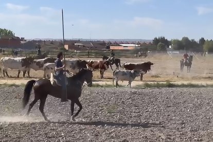 Momento del encierro mixto de Aldeamayor