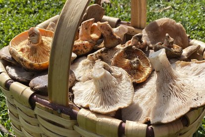 Recogida de setas de cardo y níscalos.