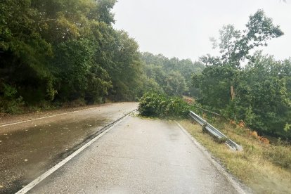 Árboles derribados sobre la calzada por el temporal de viento en una carretera de Zamora