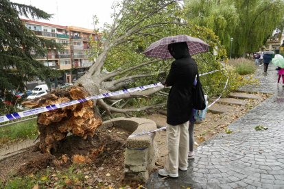 Árbol caído en el acceso al parque Patricia en Pajarillos