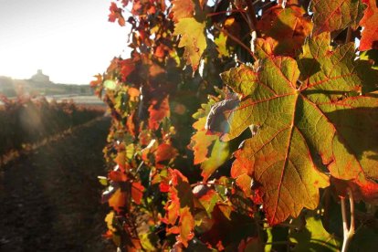 Viñedo en la Ribera del Duero