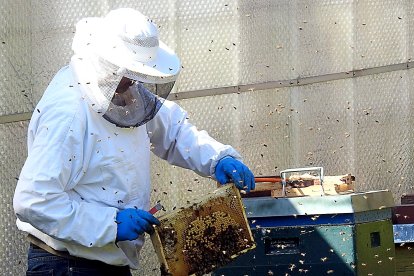 Un apicultor examina un panal de abejas en su colmenar.