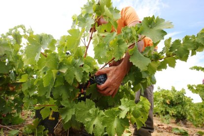 Un trabajador cosecha la uva en la denominación de origen Bierzo.