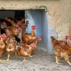 Pollos de corral salen a toda prisa de su gallinero en una granja de avicultura ecológica ubicada en la localidad vallisoletana de Aldea de San Miguel. E. M.