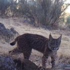 El lince ibérico K2, fotografiado recientemente con una cámara de fototrampeo.-Foto: LIFE IBERLINCE