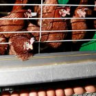Gallinas ponedoras en una granja avícola de la Comunidad Autónoma. / J. M. LOSTAU