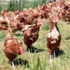 Gallinas camperas en una explotación de la provincia de Soria.-ÁLVARO MARTÍNEZ