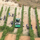 Un grupo de temporeros recoge uva en viñedos de la Ribera del Duero.-L.V.