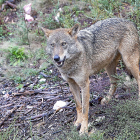 Un lobo en el Centro del Lobo Ibérico en la localidad de Robledo-Puebla de Sanabria (Zamora)