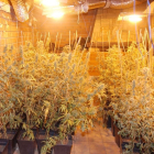 Una de las habitaciones de la finca donde se cultivaba marihuana.