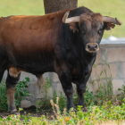 Uno de los toros de la ganadería Garcigrande que acudirá a la feria taurina de San Pedro Regalado