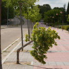 Árbol partido en la avenida Real Valladolid