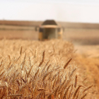 Una cosechadora atraviesa un campo de cereal.