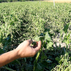 Efectos del pedrisco en un campo de cultivo de la localidad segoviana de Fuente el Olmo de Iscar.