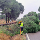 Bomberos de la Diputación retiran un árbol en La Cistérniga.