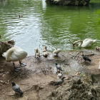 La familia de cisnes en una imagen tomada días antes de la tormenta