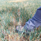 La escasez de precipitaciones está causando estragos en la denominada Riojilla Burgalesa, situada en el este de la provincia de Burgos. ASAJA