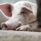 Un cerdo de capa blanca mira a cámara en el cebadero de una explotación de porcino. PQS / CCO