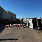 Imagen del camión accidentado con los cerdos campando alrededor.