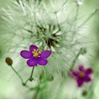 'Arenaria roja', la fotografía de Félix Pérez Muriel ganadora del certamen