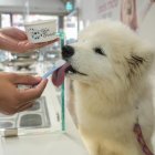 Un perro prueba uno de los helados de Gelati Ernesto