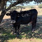 Una de las vacas de José María Manchado que ha pasado la EHE