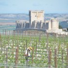 Fotografía de unas viñas en el municipio premiado, Peñafiel