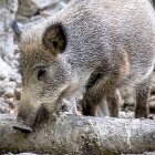Un jabalí busca alimento en una zona boscosa. PQS / CCO