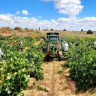 Imagen de un viñedo de la Ribera del Duero en Aranda de Duero. E. M.