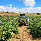 Imagen de un viñedo de la Ribera del Duero en Aranda de Duero. E. M.